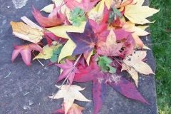 Herbstblaetter
