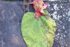 Herbstblaetter1