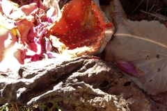Herbstblaetter5