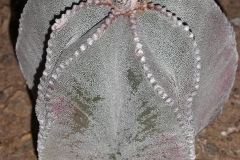 astrophytum-myriosticma