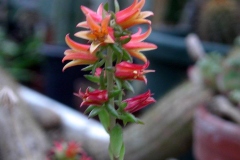 crassula