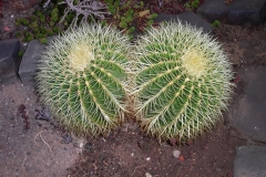 echinocactus-grusonii