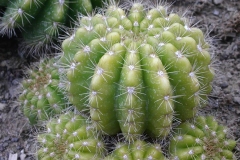 echinopsis-calochlora