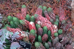 haworthia-reinwardtii