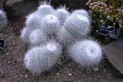 mammillaria-geminispina
