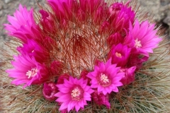 mammillaria