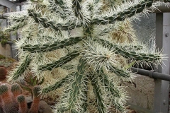 opuntia-tunicata