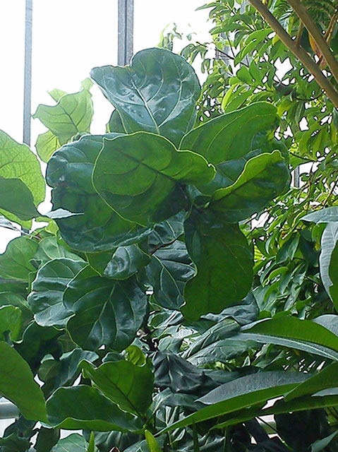 Ficus-pandorata