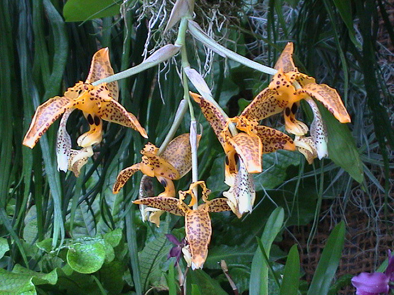 Stanhopea. oculata