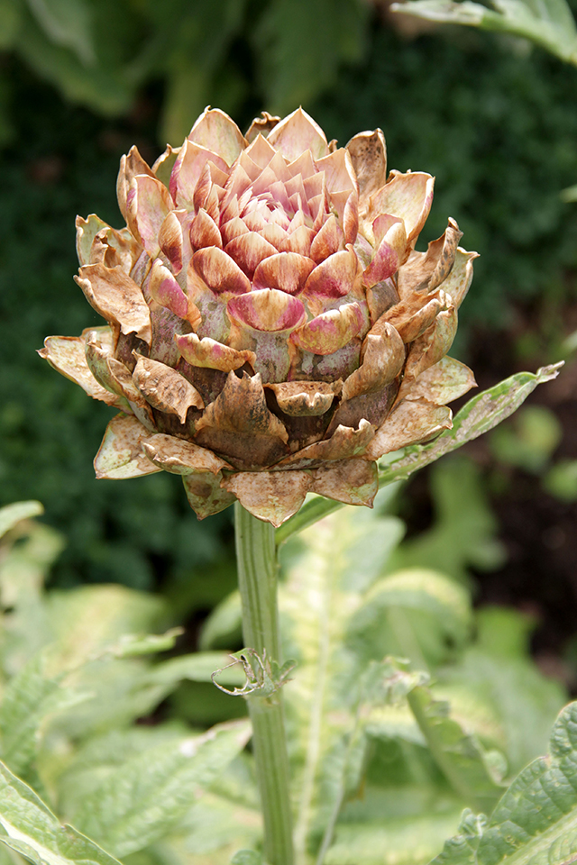 Die Artischocke, Cynara cardunculus L., erblüht.