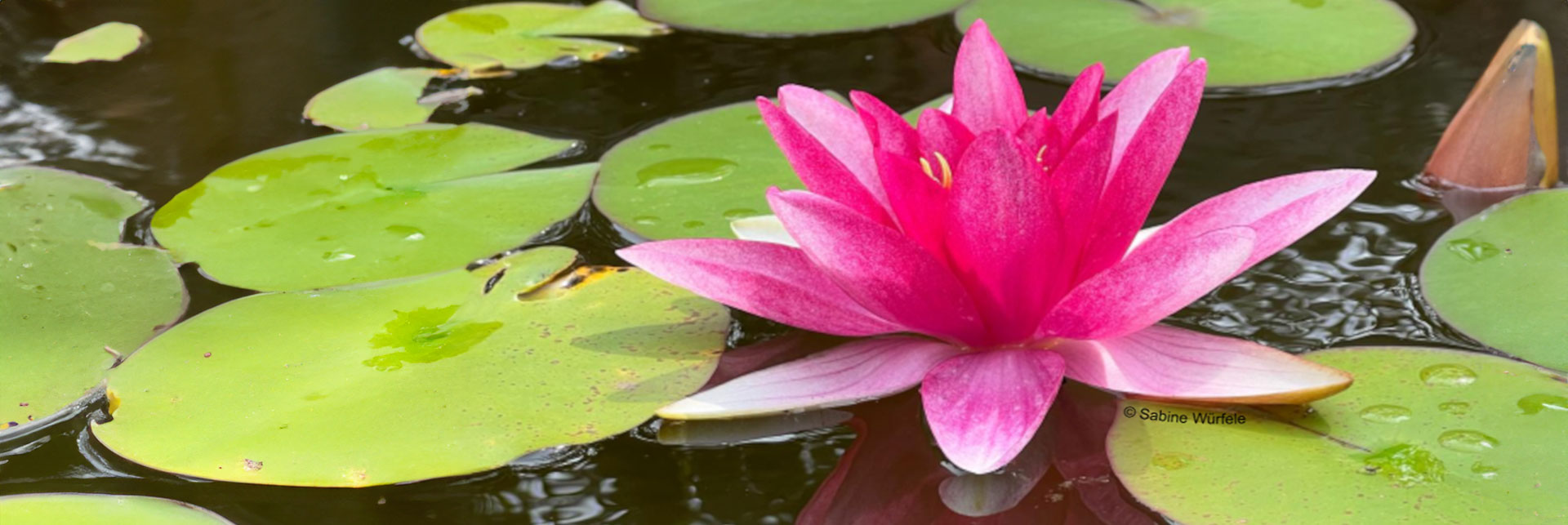 Yoga im Botanischen Garten Solingen